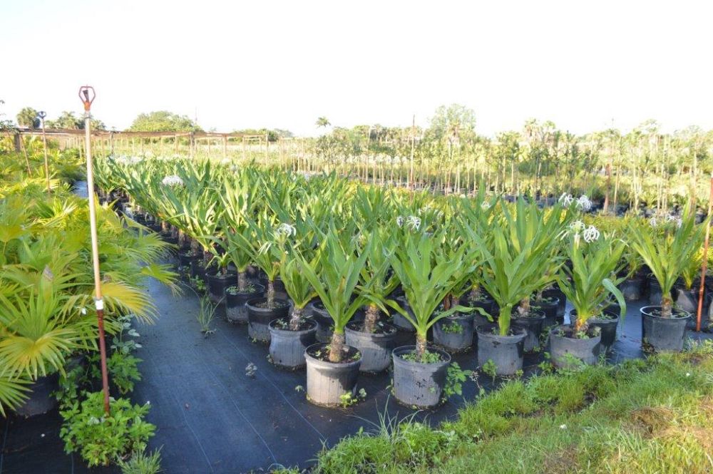 crinum-asiaticum-crinum-lily-tree-crinum