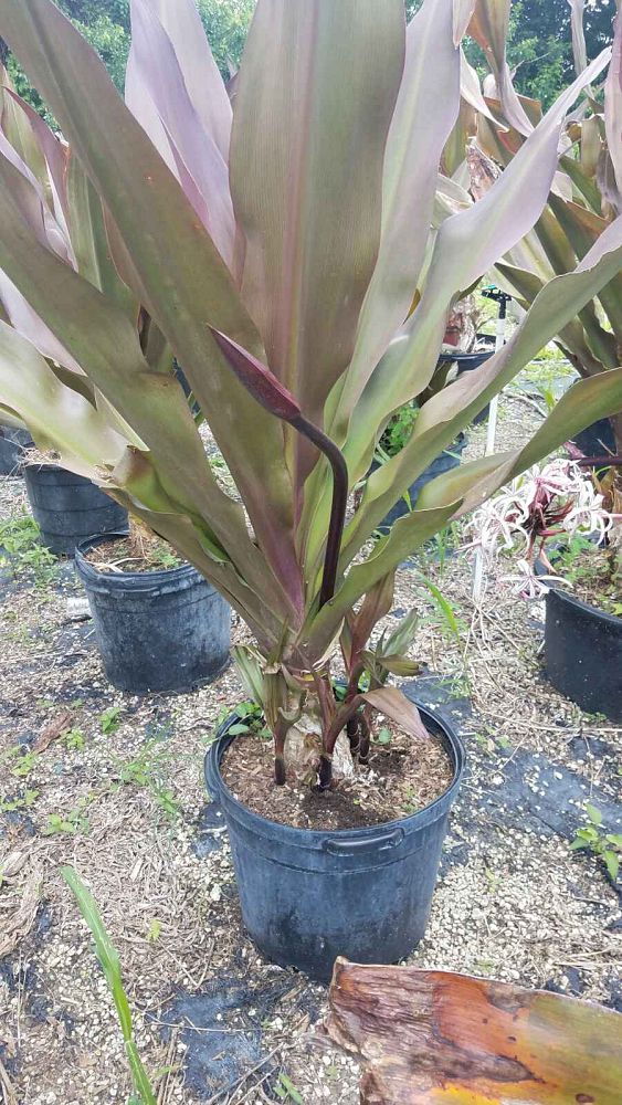 crinum-asiaticum-crinum-lily-tree-crinum
