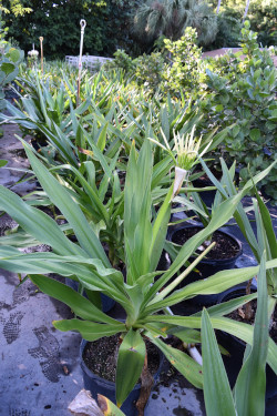 crinum-asiaticum-crinum-lily-tree-crinum