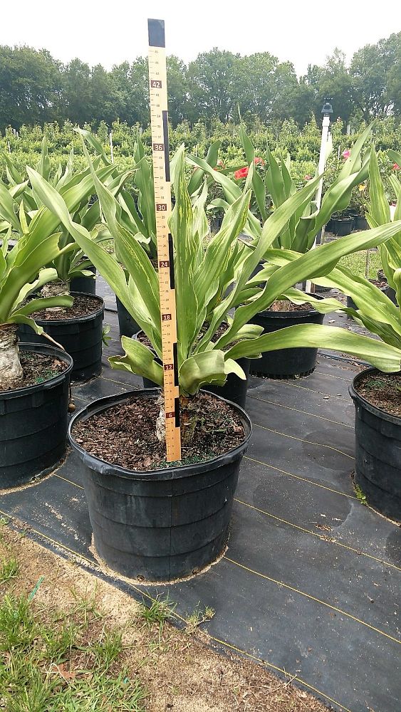 crinum-asiaticum-crinum-lily-tree-crinum