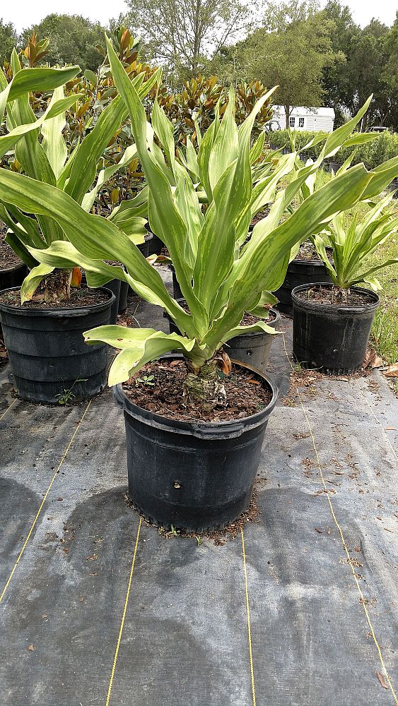 crinum-asiaticum-crinum-lily-tree-crinum