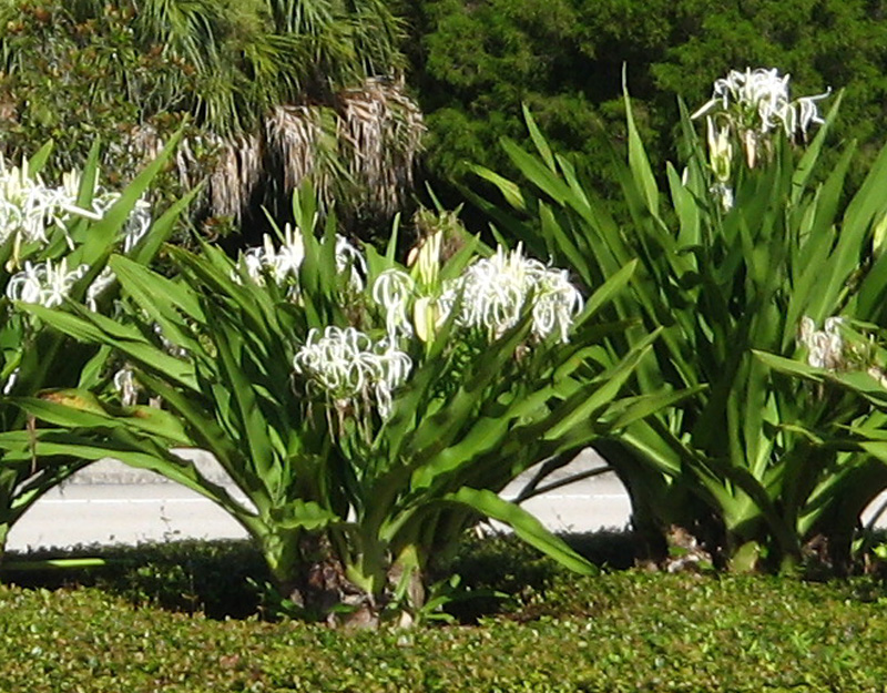 crinum-asiaticum-crinum-lily-tree-crinum