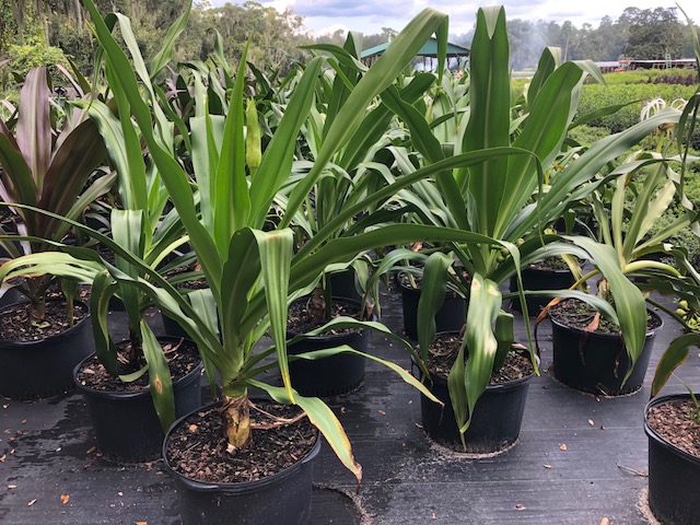 crinum-asiaticum-crinum-lily-tree-crinum
