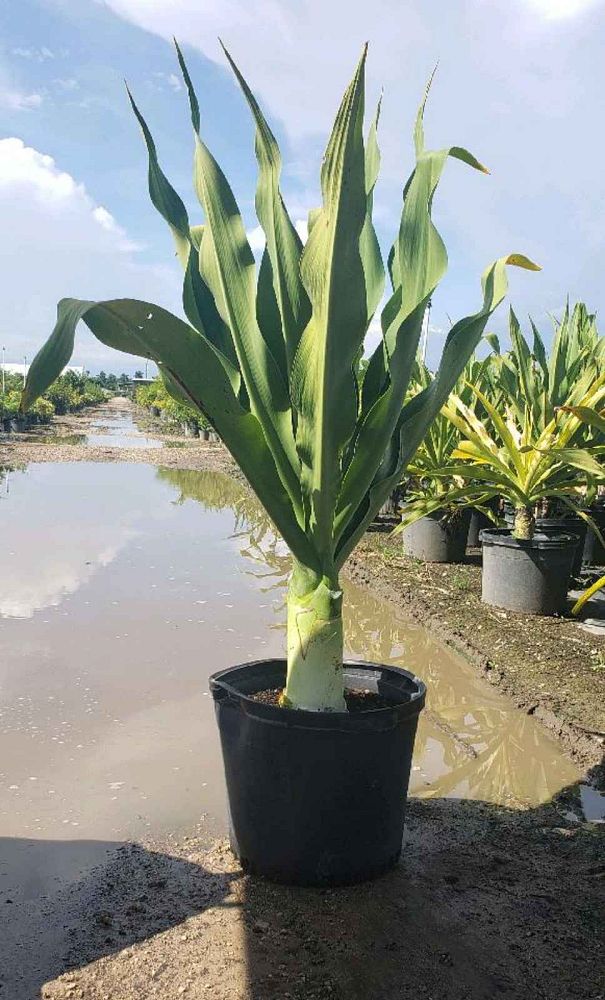 crinum-asiaticum-crinum-lily-tree-crinum