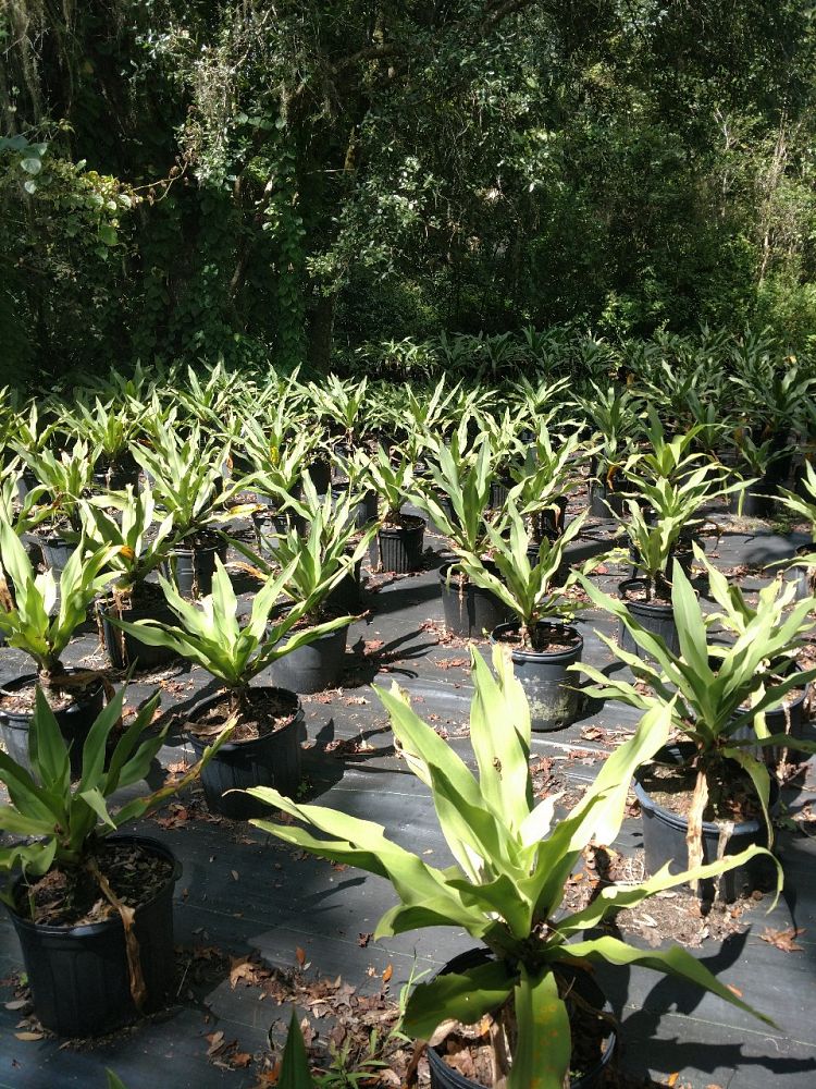 crinum-asiaticum-crinum-lily-tree-crinum