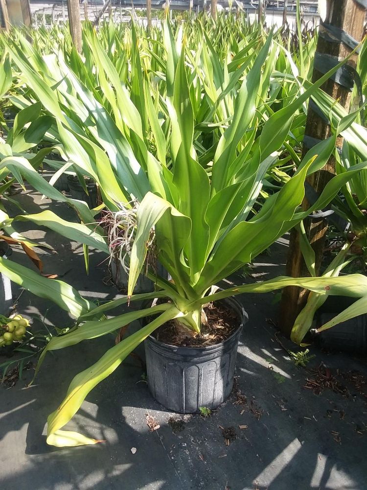 crinum-asiaticum-crinum-lily-tree-crinum