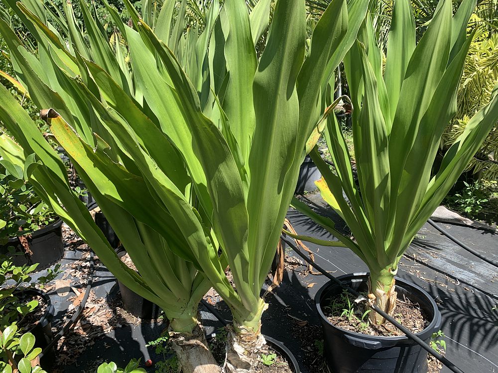crinum-asiaticum-crinum-lily-tree-crinum