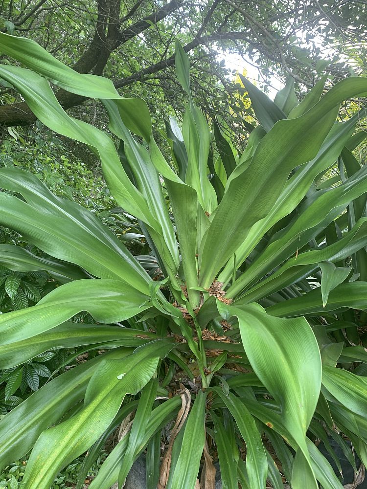 crinum-asiaticum-crinum-lily-tree-crinum