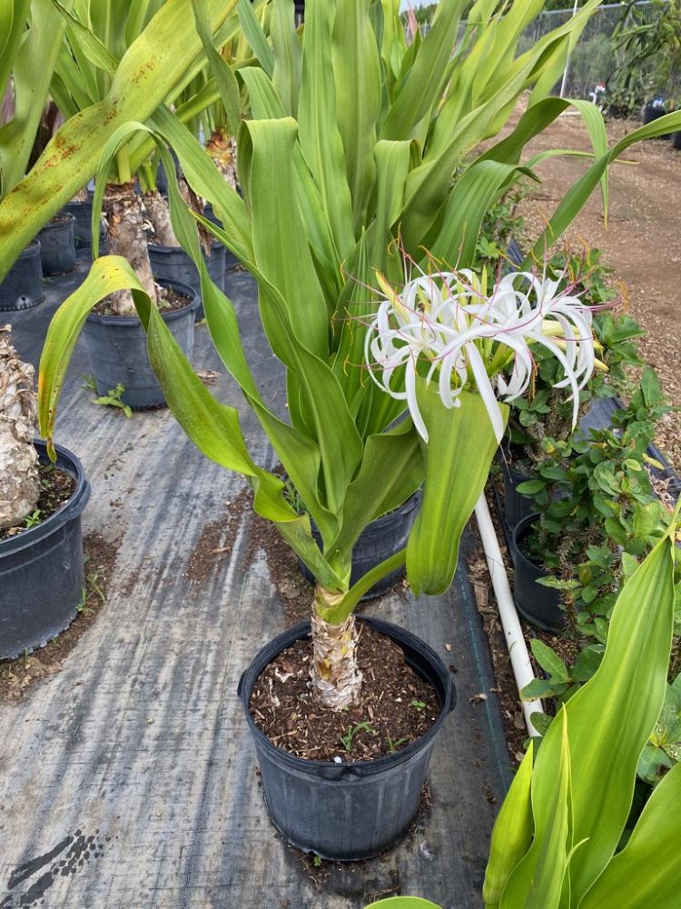 crinum-asiaticum-crinum-lily-tree-crinum