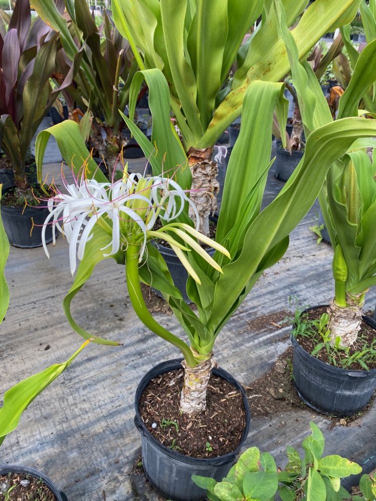 crinum-asiaticum-crinum-lily-tree-crinum