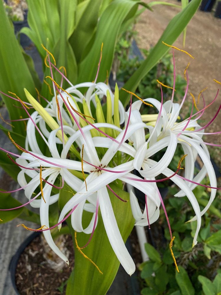 crinum-asiaticum-crinum-lily-tree-crinum