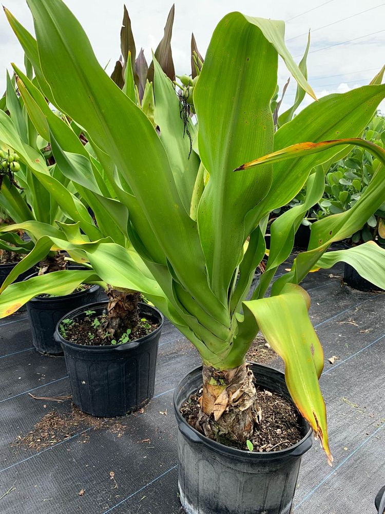 crinum-asiaticum-crinum-lily-tree-crinum