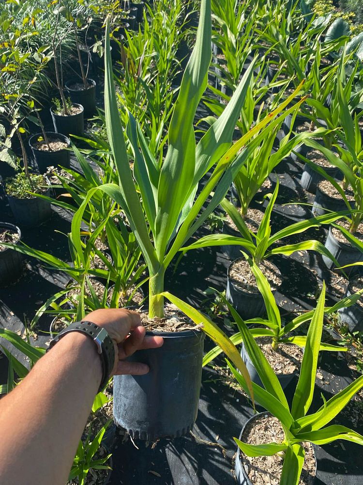 crinum-asiaticum-crinum-lily-tree-crinum
