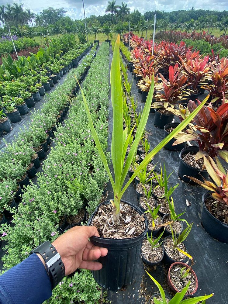 crinum-asiaticum-crinum-lily-tree-crinum