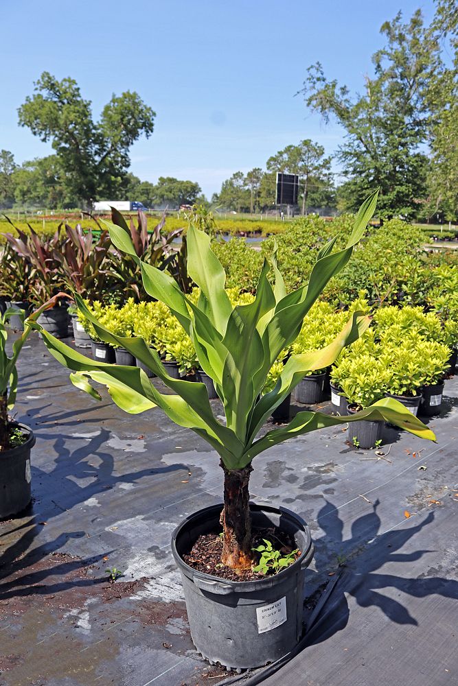 crinum-asiaticum-crinum-lily-tree-crinum