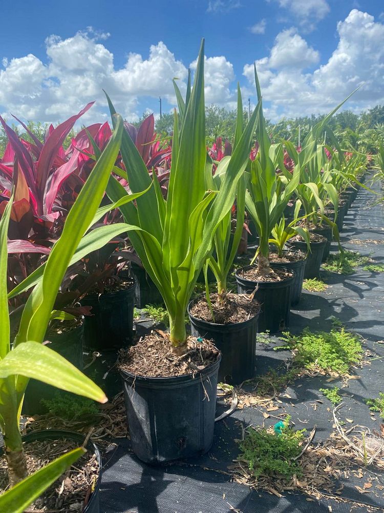 crinum-asiaticum-crinum-lily-tree-crinum