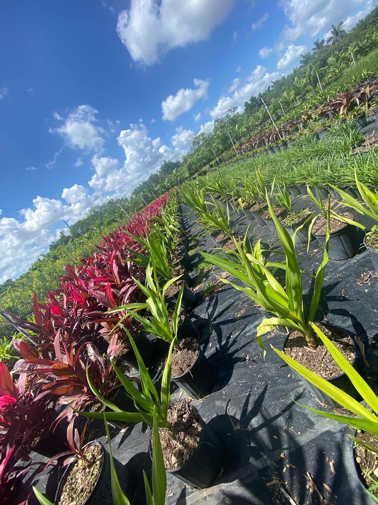 crinum-asiaticum-crinum-lily-tree-crinum