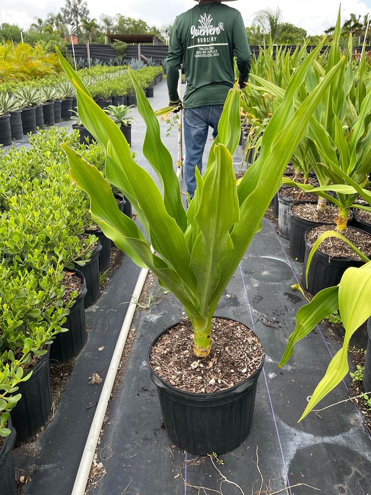crinum-asiaticum-crinum-lily-tree-crinum