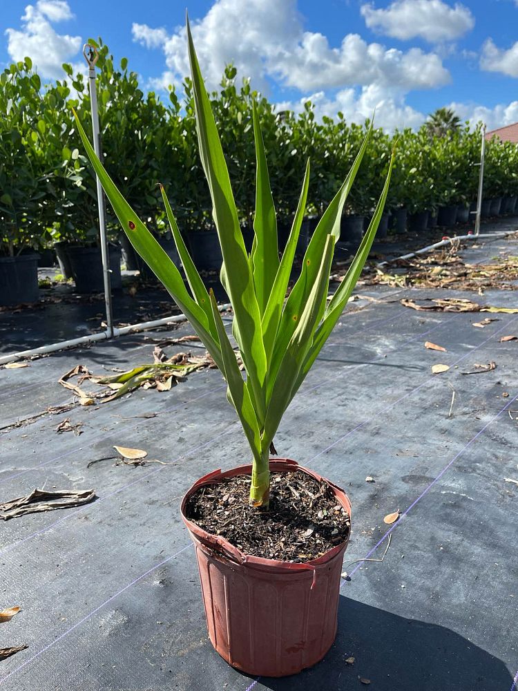crinum-asiaticum-crinum-lily-tree-crinum