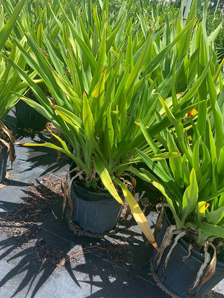 crinum-asiaticum-crinum-lily-tree-crinum