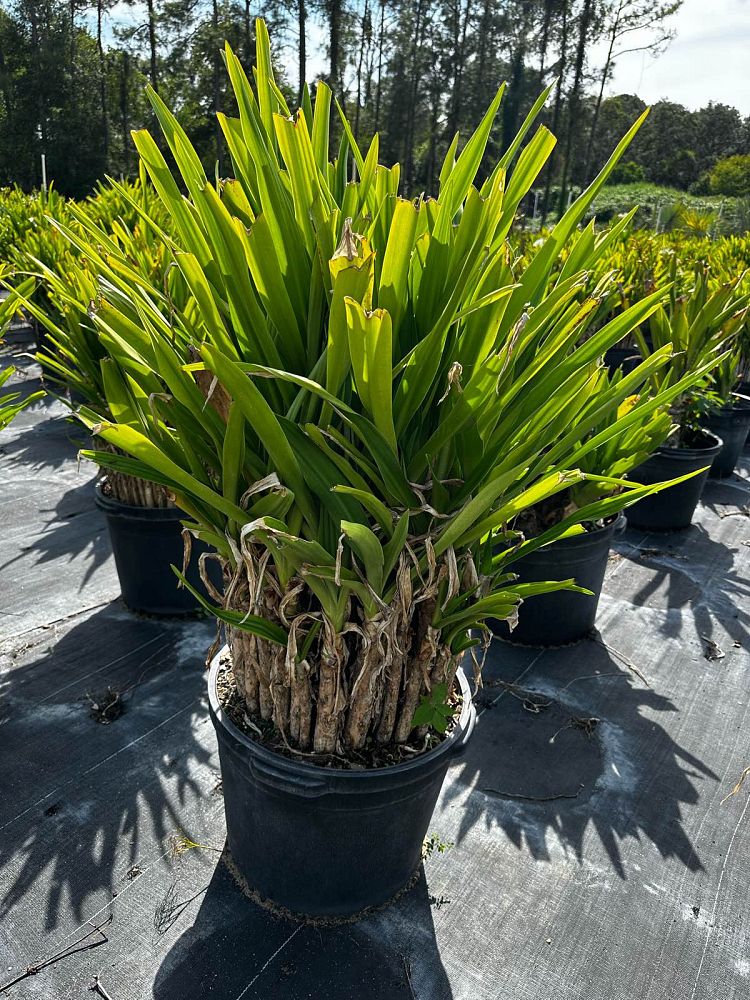 crinum-asiaticum-crinum-lily-tree-crinum