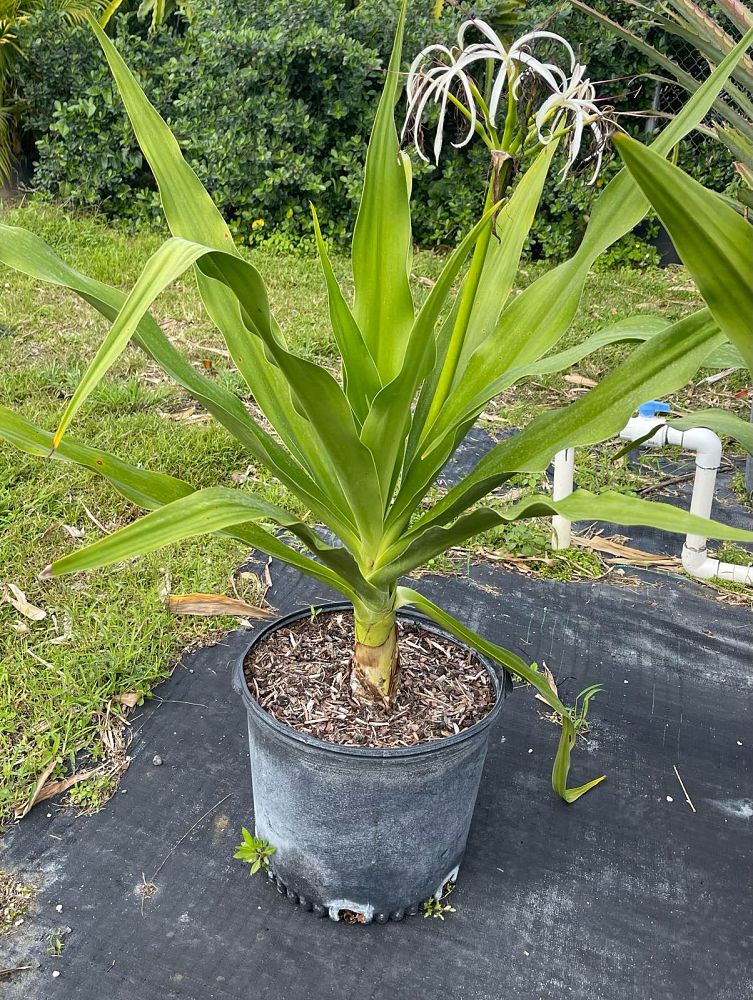 crinum-asiaticum-crinum-lily-tree-crinum