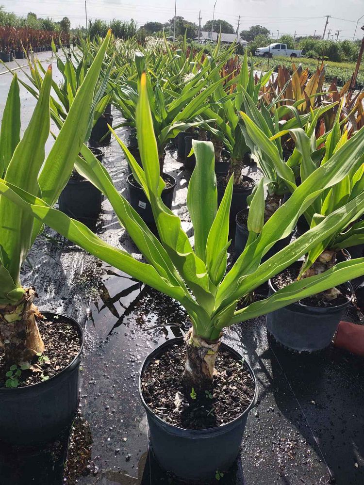 crinum-asiaticum-crinum-lily-tree-crinum
