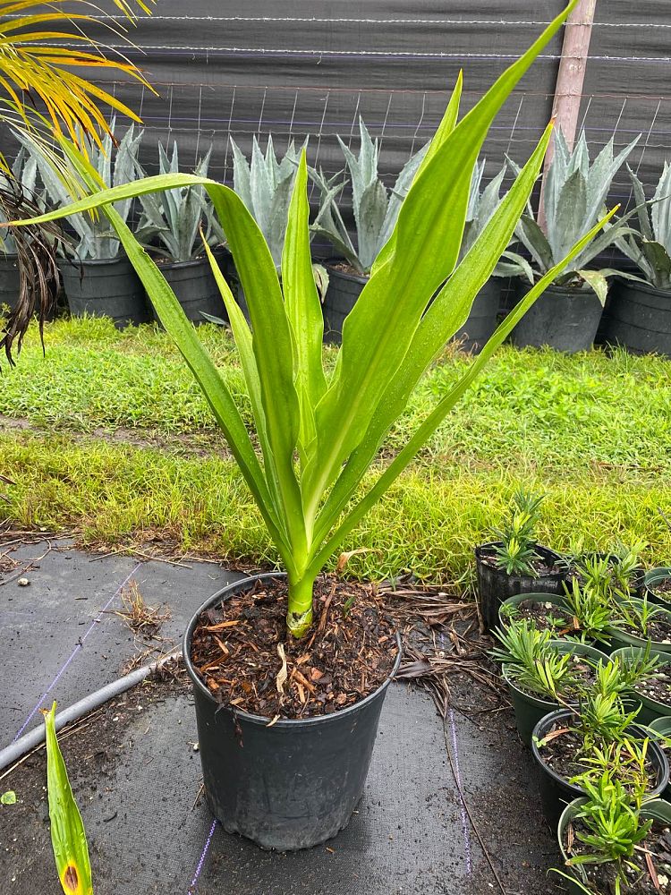 crinum-asiaticum-crinum-lily-tree-crinum