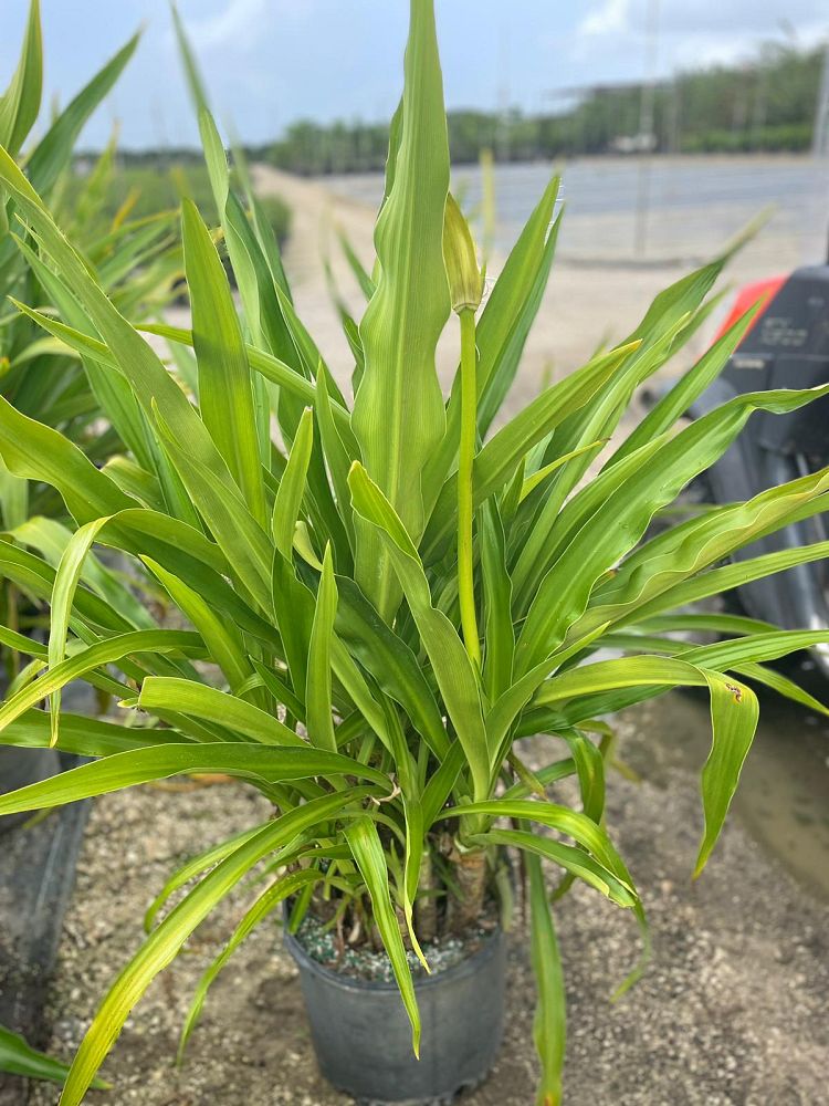 crinum-asiaticum-crinum-lily-tree-crinum