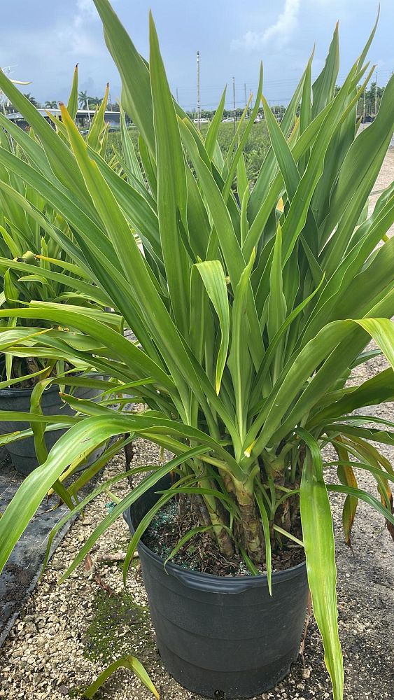 crinum-asiaticum-crinum-lily-tree-crinum