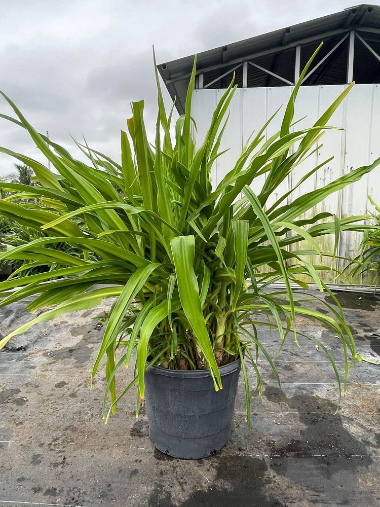 crinum-asiaticum-crinum-lily-tree-crinum