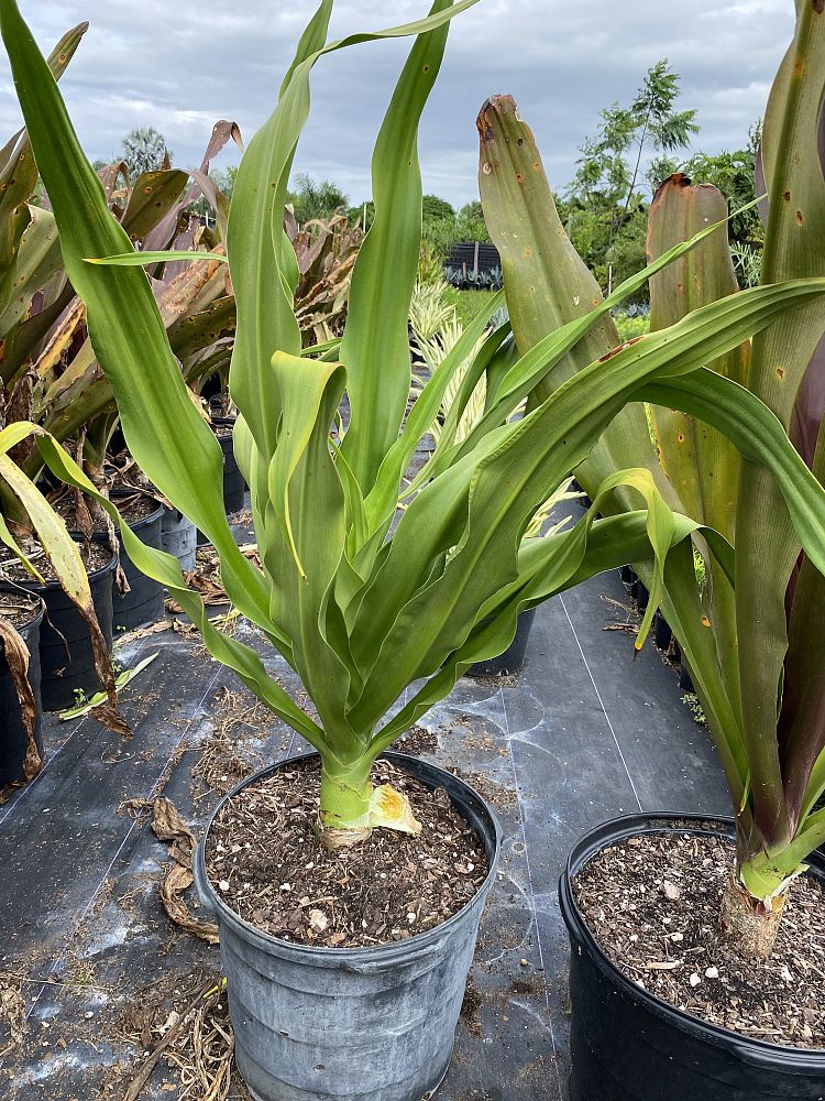 crinum-asiaticum-crinum-lily-tree-crinum