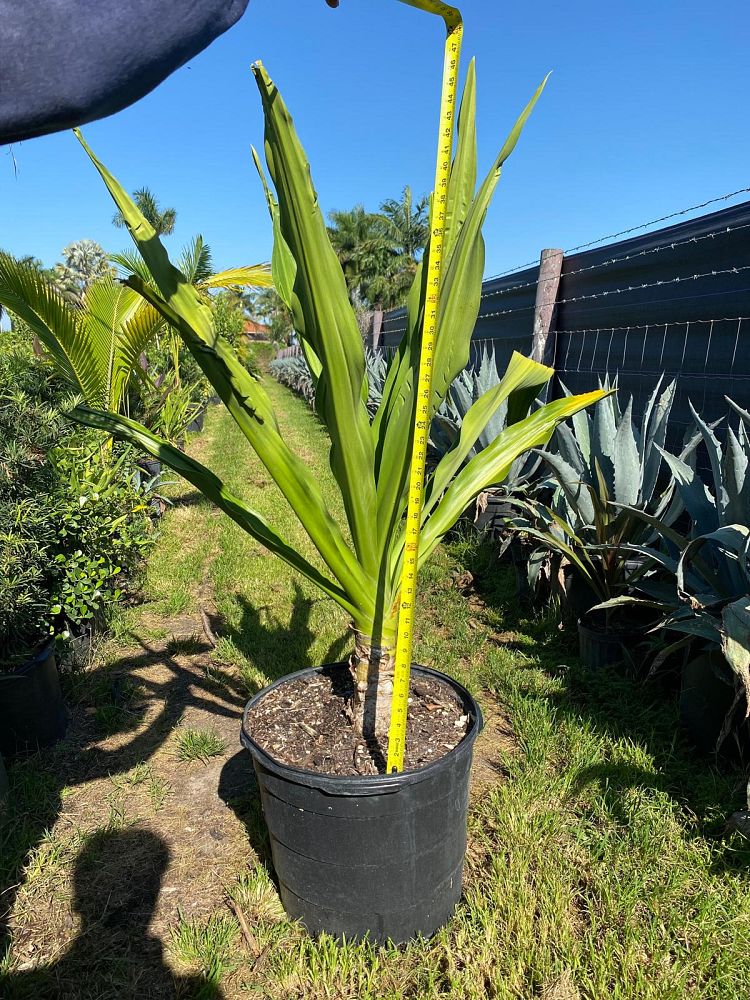 crinum-asiaticum-crinum-lily-tree-crinum