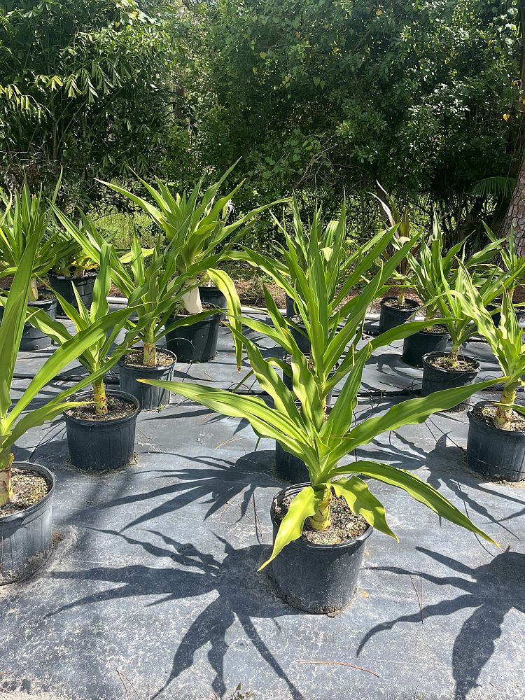 crinum-asiaticum-crinum-lily-tree-crinum