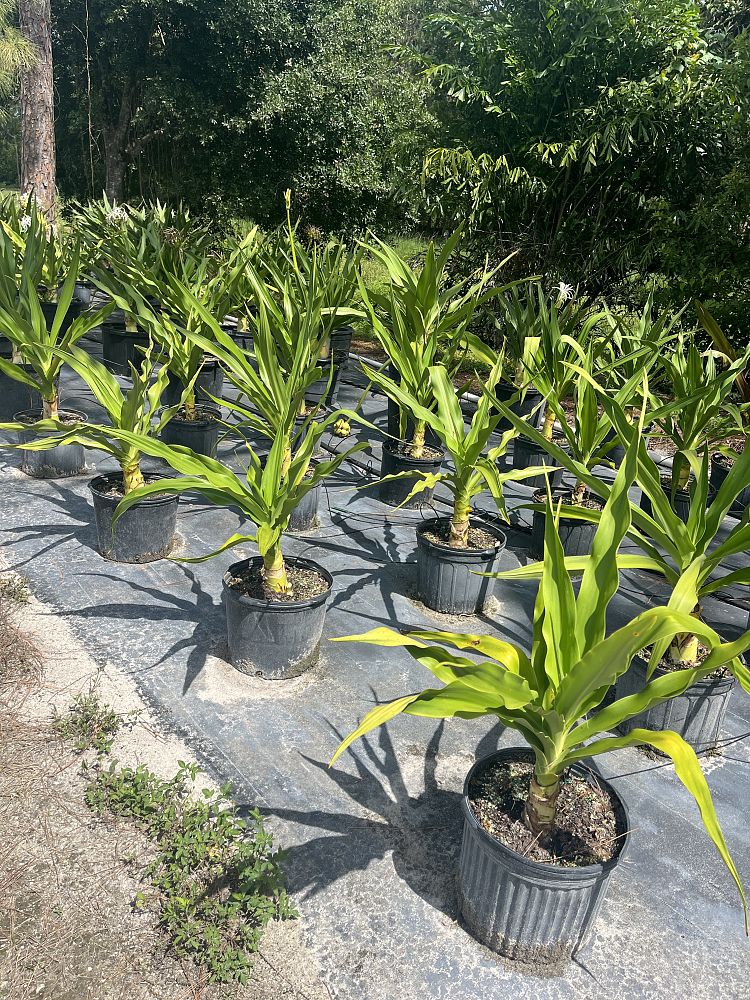 crinum-asiaticum-crinum-lily-tree-crinum