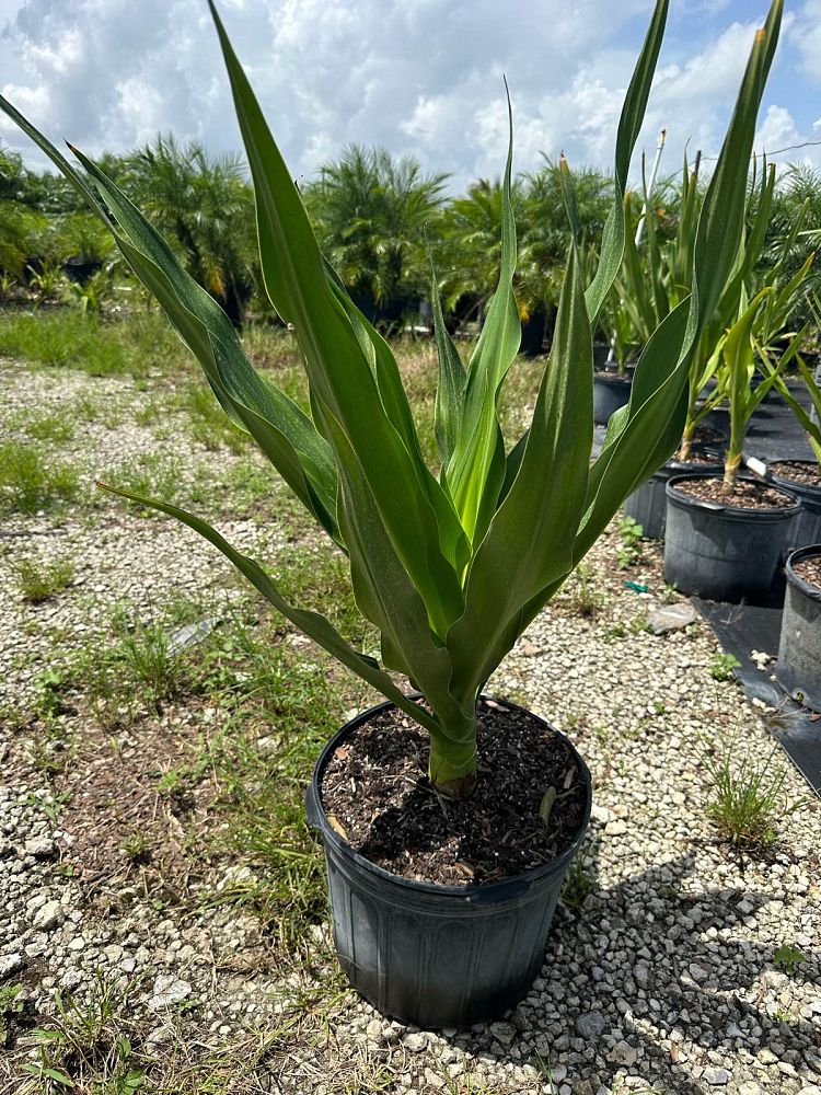 crinum-asiaticum-crinum-lily-tree-crinum