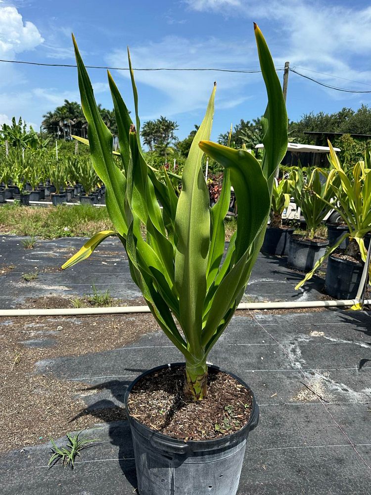 crinum-asiaticum-crinum-lily-tree-crinum