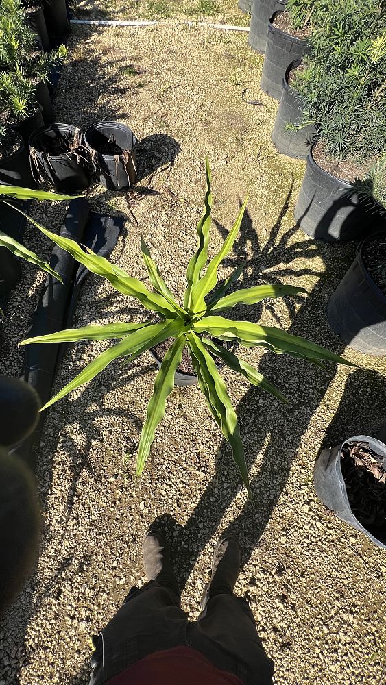 crinum-asiaticum-crinum-lily-tree-crinum