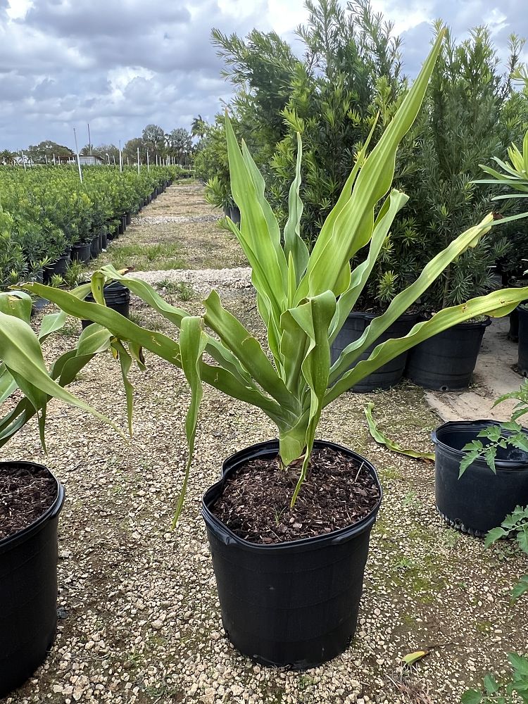 crinum-asiaticum-crinum-lily-tree-crinum