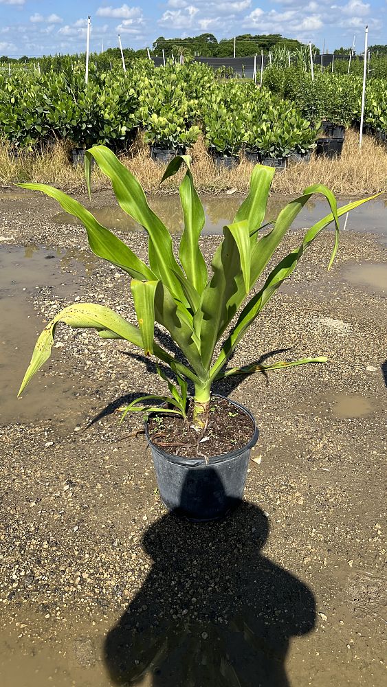 crinum-asiaticum-crinum-lily-tree-crinum