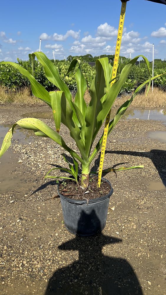 crinum-asiaticum-crinum-lily-tree-crinum