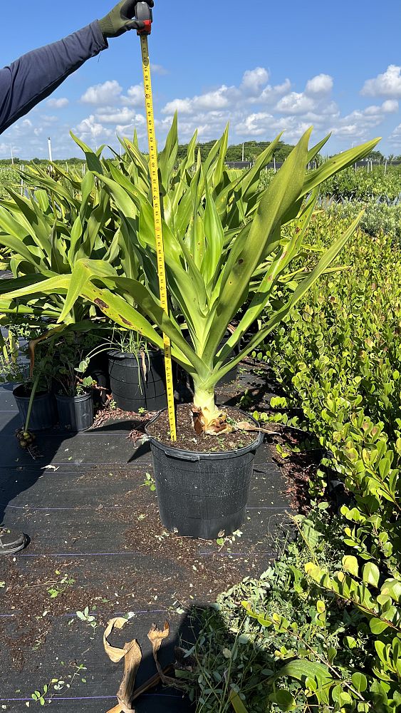 crinum-asiaticum-crinum-lily-tree-crinum