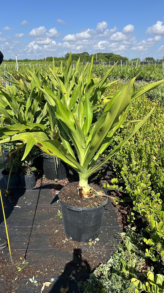 crinum-asiaticum-crinum-lily-tree-crinum