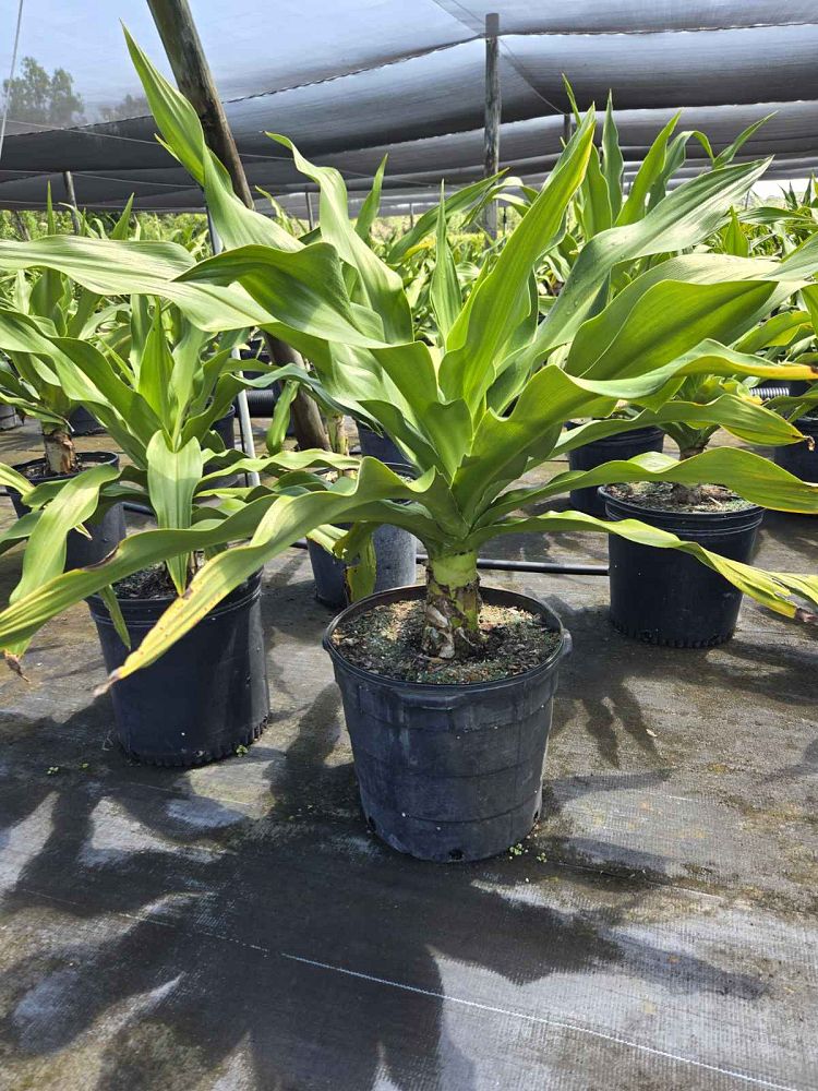crinum-asiaticum-crinum-lily-tree-crinum
