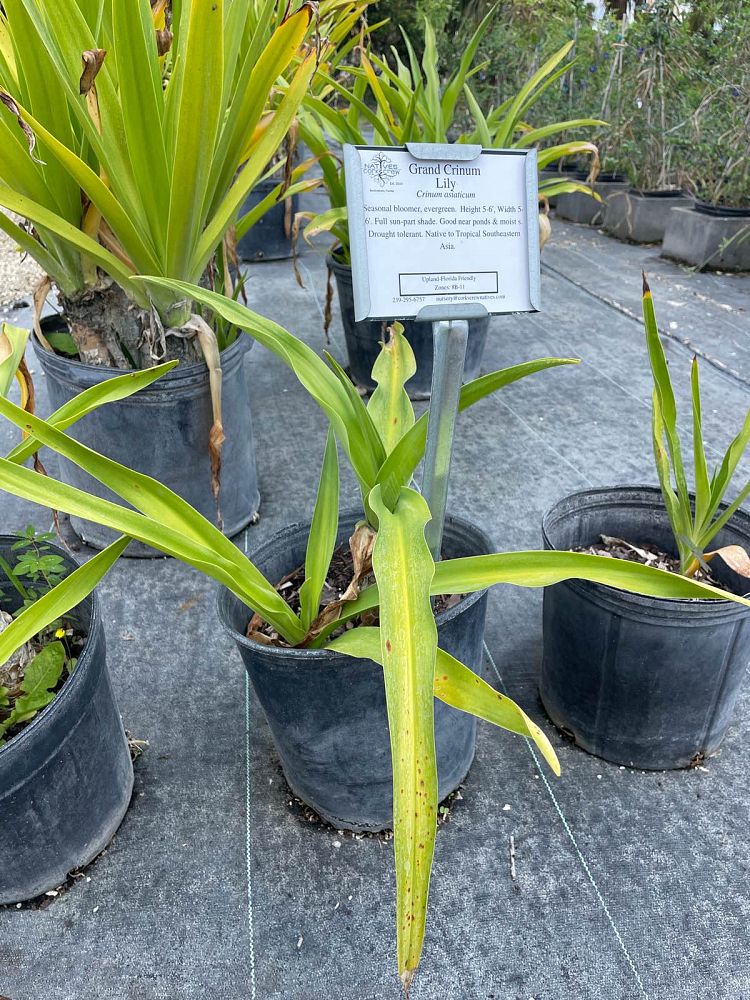 crinum-asiaticum-crinum-lily-tree-crinum