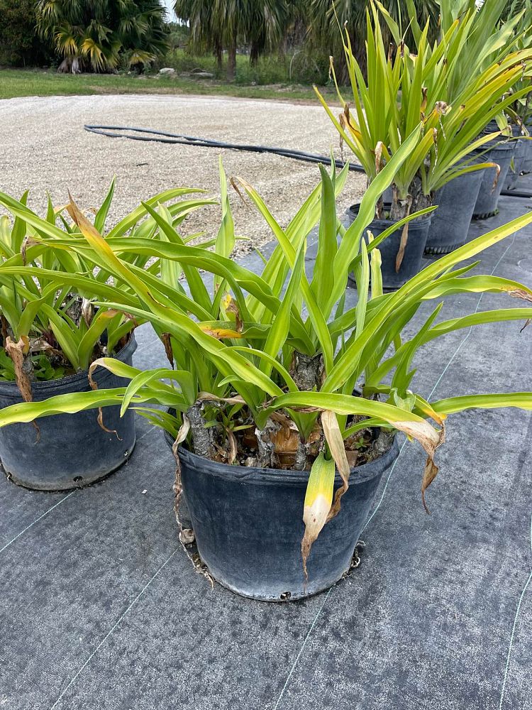 crinum-asiaticum-crinum-lily-tree-crinum
