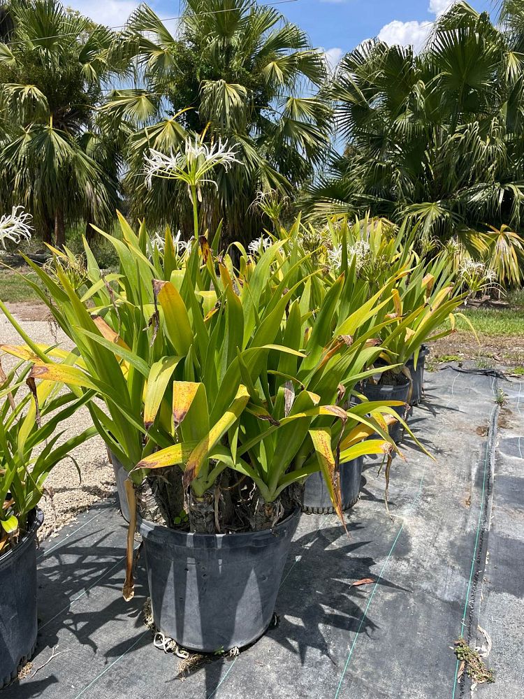 crinum-asiaticum-crinum-lily-tree-crinum