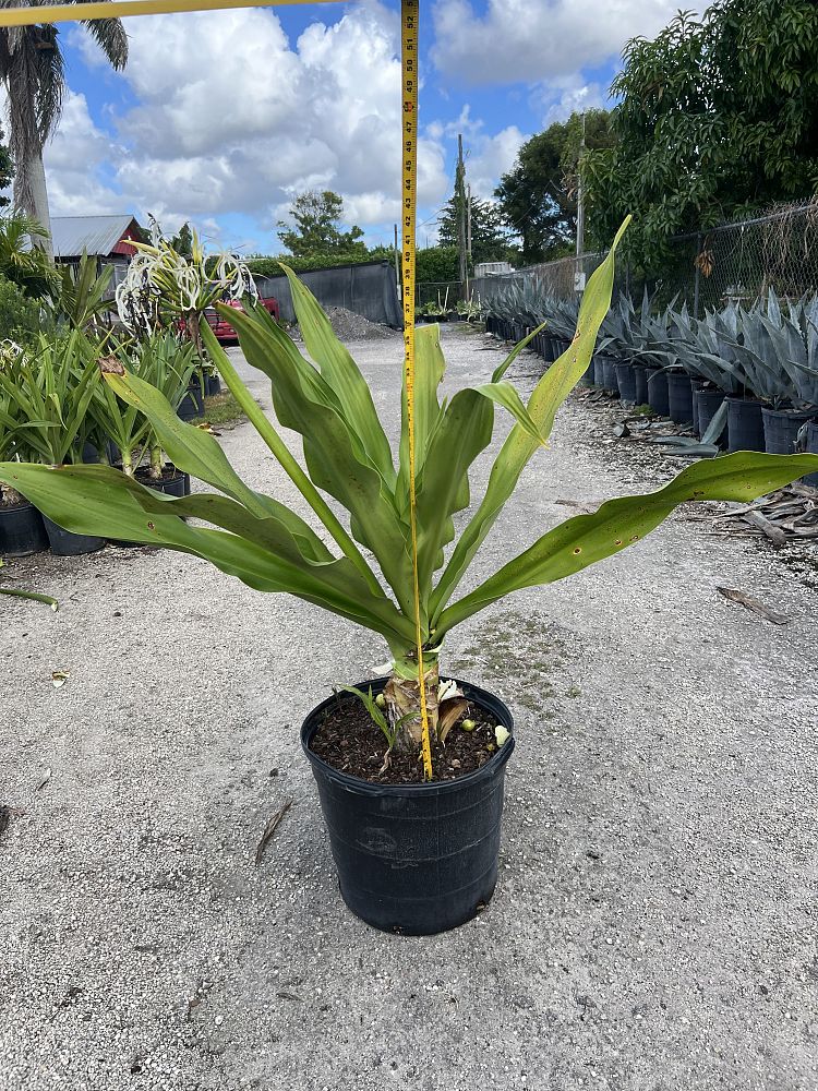 crinum-asiaticum-crinum-lily-tree-crinum