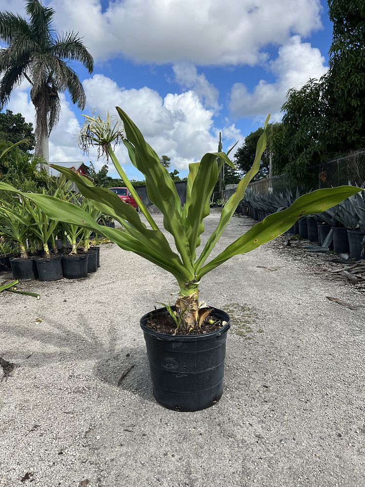 crinum-asiaticum-crinum-lily-tree-crinum
