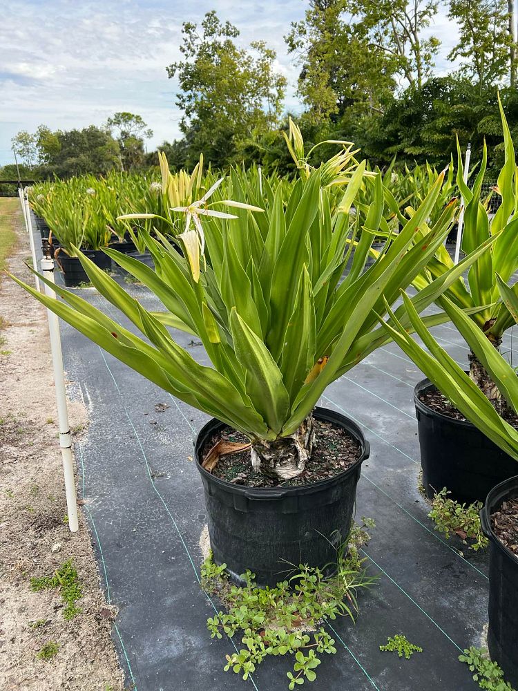 crinum-asiaticum-crinum-lily-tree-crinum